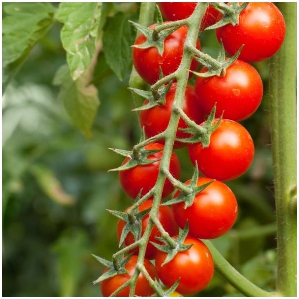 vysniniu_pomidoru_seklos_syngenta_supersweet SUPERSWEET valgomieji pomidorai 5s