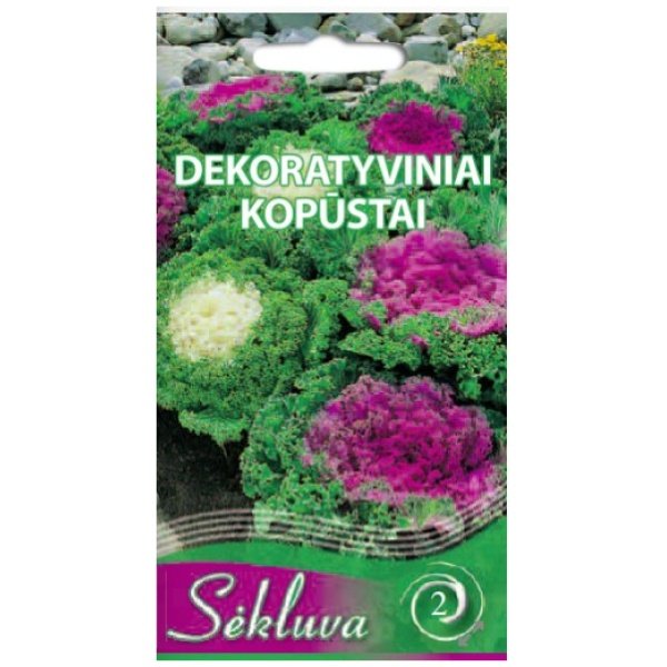 Dekoratyviniai kopūstai