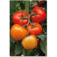 stambiavaisiai-aukstaugiai-pomidorai-torcida-pomidoru-seklos-8s (2) Pomidorai TORCIDA H (F1), 8 sėklos
