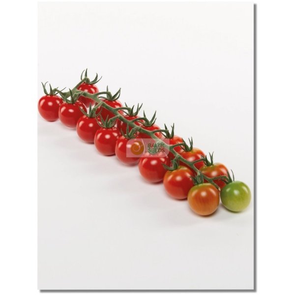 Pomidorai TONATICO H (F1), 8 sėklos