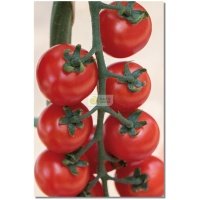 Pomidorai TONATICO H (F1), 8 sėklos