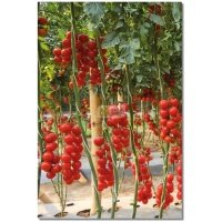 Pomidorai TONATICO H (F1), 8 sėklos