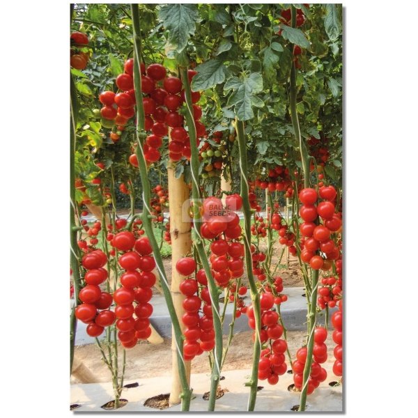 Pomidorai TONATICO H (F1), 8 sėklos